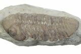 Kainops Trilobite - Black Cat Mountain, Oklahoma #362980-2
